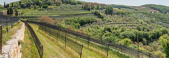 Vigneti terrazzati sulle colline della Valpolicella – paesaggio viticolo della denominazione veneta