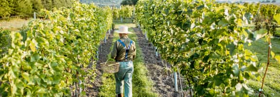 Uomo di spalle con cappello e cesto che cammina tra i filari di vigneto Zibibbo in estate.