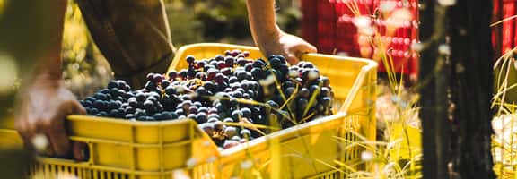Grappoli d’uva nera in una cesta gialla – raccolta per la produzione di vino