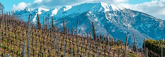 Terreni vitati ai piedi delle Dolomiti – ambiente ideale per gli spumanti Trento DOC