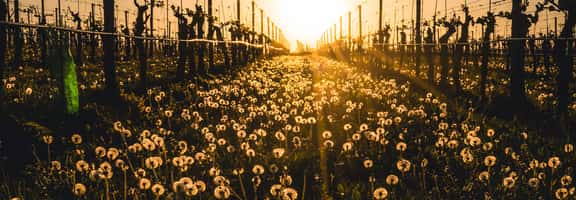 Distesa di soffioni tra gli alberi al tramonto – paesaggio che richiama il vino biologico