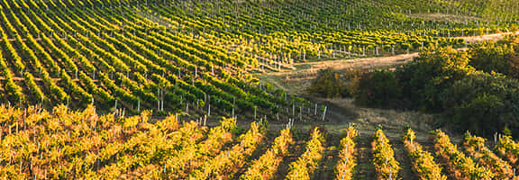 Vigneti ordinati illuminati dalla luce del tramonto – paesaggio ispirato ai grandi territori vinicoli francesi