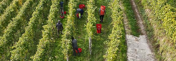Vendemmia manuale nei ripidi vigneti terrazzati della Valtellina – viticoltura eroica alpina