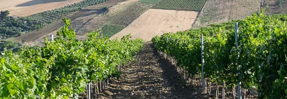 Vigneto di Syrah in collina con vista panoramica sulla campagna