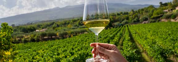 Vendemmia manuale tra i filari di Zibibbo al sole – raccolta dell’uva in Sicilia