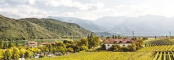 Panorama di vigneti ai piedi delle montagne italiane – territorio di origine delle principali varietà di uva