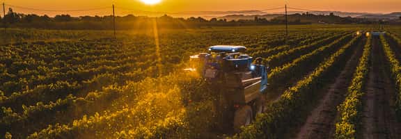 Macchinario tra i filari al tramonto – raccolta dell’uva per vini freschi da aperitivo