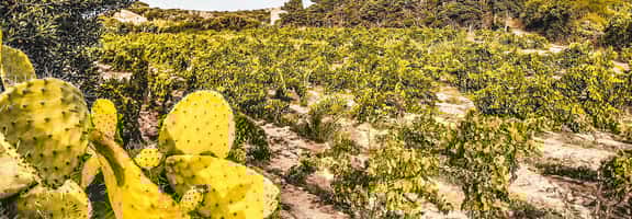 Fichi d’India tra le vigne in un paesaggio assolato – territorio vocato al Vermentino
