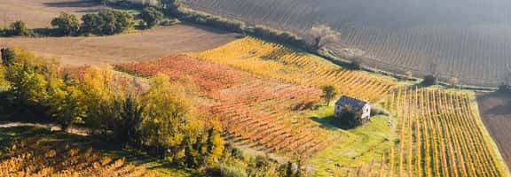 Filari di vite nelle colline marchigiane con casa in pietra – territorio del Verdicchio