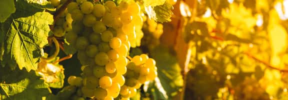 Grappoli di uva bianca nei vigneti del Trentino, origine del prestigioso Trento DOC