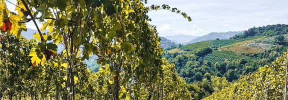 Vigneti collinari in vendemmia visti tra i filari – paesaggio vitivinicolo italiano legato al vino dolce