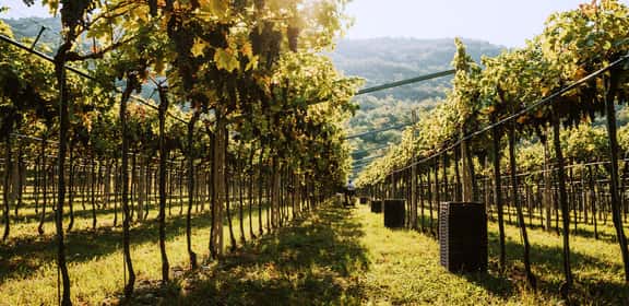 Vigneto della Valpolicella con impianto a pergola tra le colline venete