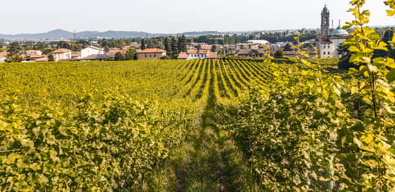 Filari di vigneti della Valcalepio DOC sulle colline bergamasche