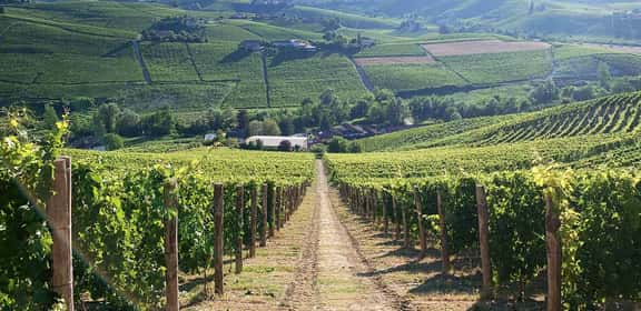 Vigneti di Arneis nelle colline del Roero