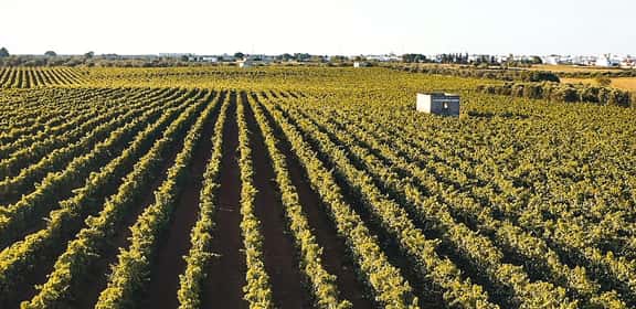 Vigneti del Salice Salentino DOC nella terra rossa del Salento