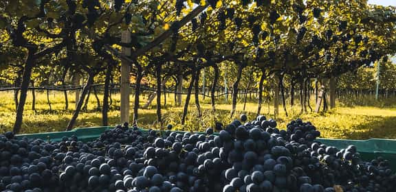 Casse di uva rossa raccolta nei vigneti del Trentino, materia prima per i vini trentini