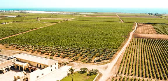 Scopri il Nero d'Avola in tutte le sue declinazioni