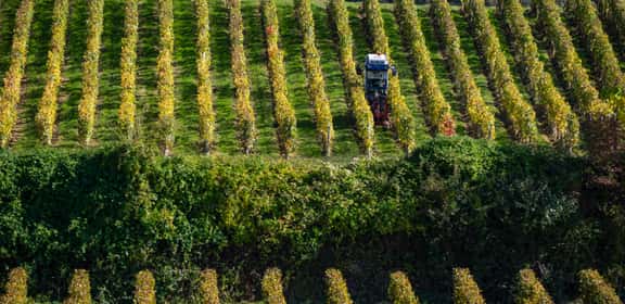 Vigneto di Trebbiano italiano, filari ordinati tra la vegetazione rigogliosa