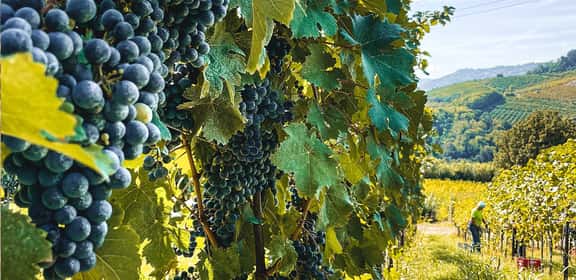 Grappoli di uva Sangiovese maturi tra i filari del vigneto, lavorazione manuale nelle vigne italiane