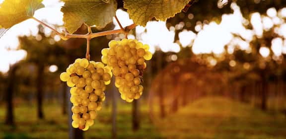 Grappoli di uva bianca maturi al sole, ideale per la produzione di spumanti Pas Dosé e Brut Nature.