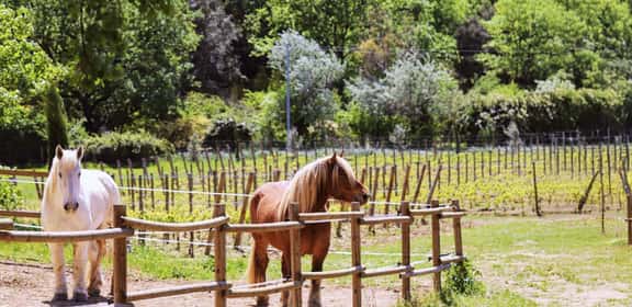 Sognando la Provenza