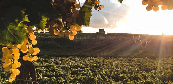 Grappoli di uva Malvasia dorata al tramonto in vigneto italiano