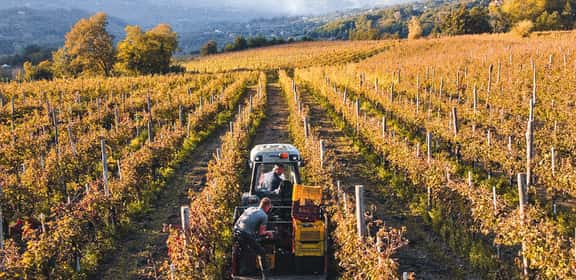 Vendemmia nei vigneti di Taurasi, raccolta manuale dell’uva con trattore tra i filari in autunno