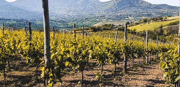 Vigneti della Falanghina del Sannio sulle colline campane