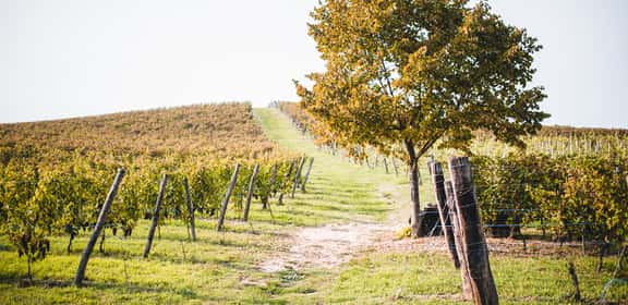 Vigneti collinari nel Monferrato, cuore della Barbera d'Asti DOCG