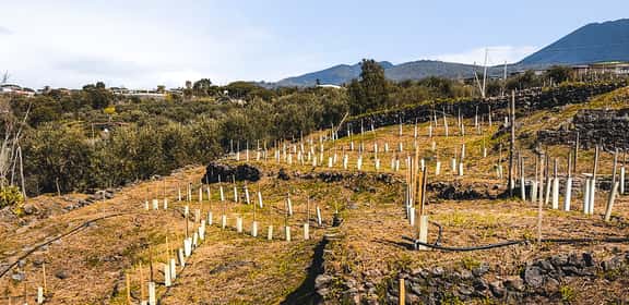 Dalle pendici del Vesuvio