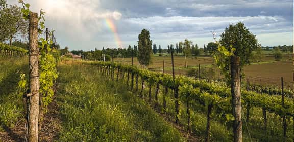 Vigneti di Trebbiano dopo la pioggia con arcobaleno, panorama delle campagne italiane