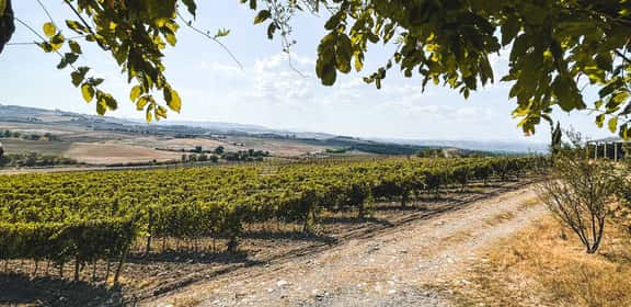 Vigneti del Piemonte su dolci colline, zona di produzione del Langhe Doc
