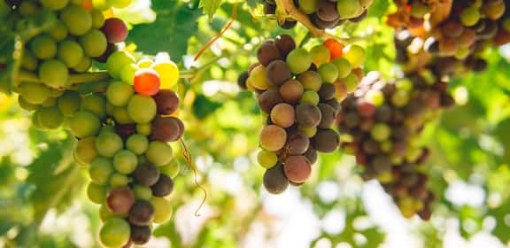 Grappoli in fase di invaiatura nei vigneti delle Terre di Chieti IGT
