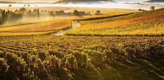 Vigneti collinari in autunno nella Valle della Loira, una delle regioni vinicole più rinomate di Francia