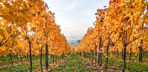 Dolcetto e non solo in promozione!