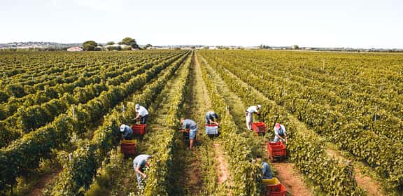 Vendemmia nelle vigne di Nero d’Avola in Sicilia, raccolta manuale delle uve rosse tra i filari.