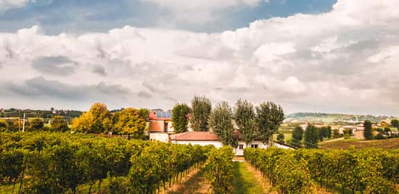 Vigneti di Lambrusco Grasparossa di Castelvetro in Emilia-Romagna, filari di uva tipici della denominazione
