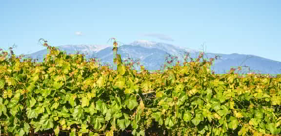Vigneti di Cerasuolo d’Abruzzo con sfondo montano