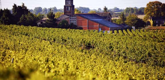 Vigneti di Coteaux du Layon AOP con uva Chenin Blanc
