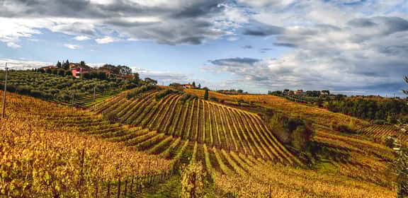 Vigneti autunnali sulle colline del Chianti per la produzione del Vin Santo DOC
