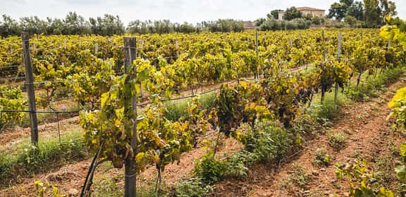 Vigneti maturi nella zona DOCG del Cerasuolo di Vittoria in Sicilia