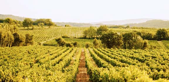 Vigneti collinari del Luberon immersi nella natura al tramonto