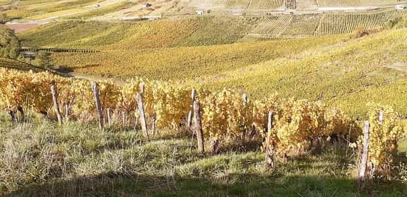 Filari di viti dorate in autunno nelle colline dell'Arbois, nel cuore del Jura vinicolo francese