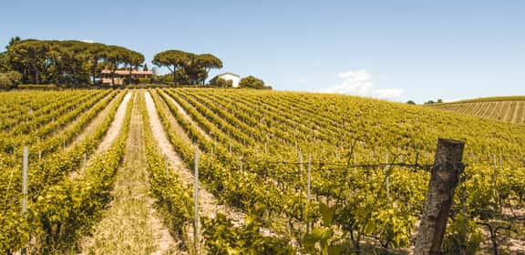 Vigneti del Morellino di Scansano DOCG tra le colline della Maremma