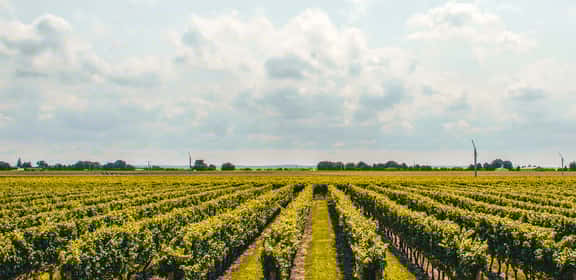 Cabernet Franc e non solo!