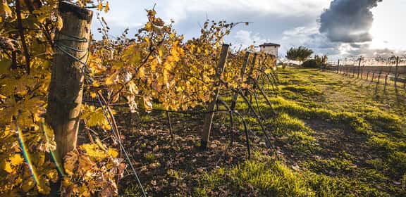 Vigneto del Lazio in autunno con foglie gialle e casale sullo sfondo