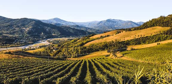 Vigneti ordinati sulle colline della DOC Colli Piacentini al tramonto