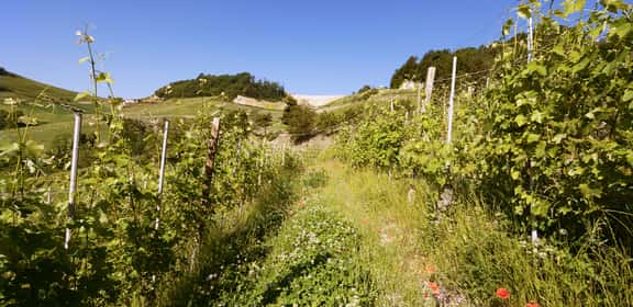 Vigneti di Barolo nelle Langhe, Piemonte.