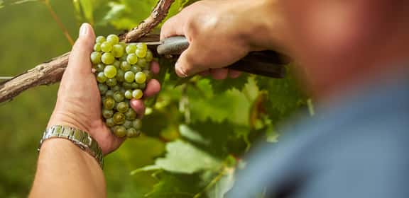 Banner taglio vite influenzata da terroir