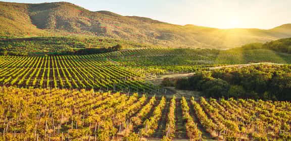 Vineyard in the Autumn season with mountain behind Vigneto di Lambrusco visto dall’alto, filari ordinati in Emilia Romagna